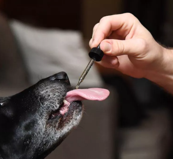 3 Benefits of Giving Your Pet CBD When They Are Afraid