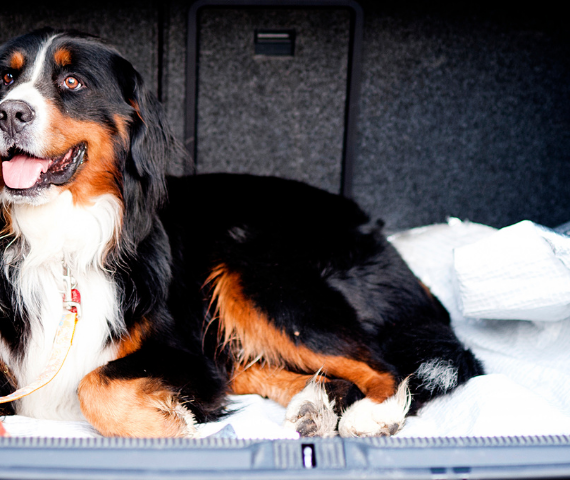 Should You Leave Your Dog in the Car?