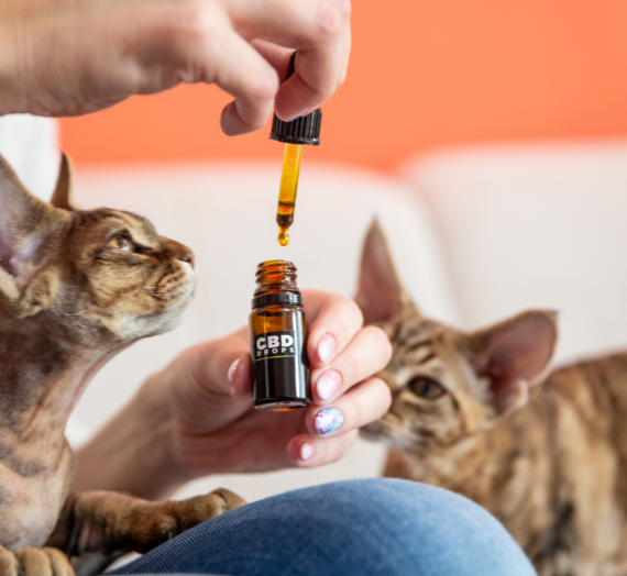 What is CBD and How It Can Benefit Your Pets?