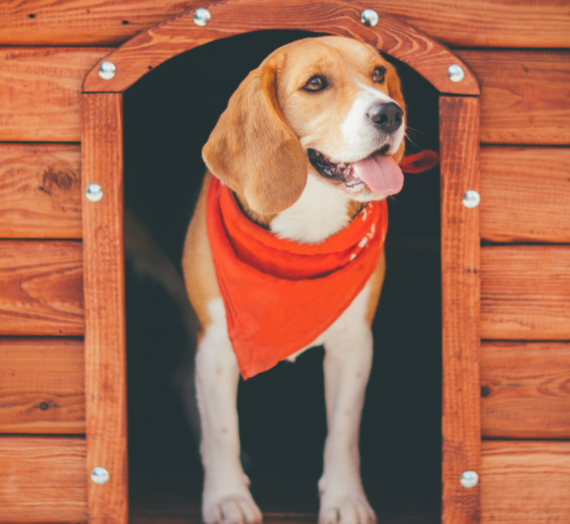 What To Know Before Putting Your Pet in Kennels?
