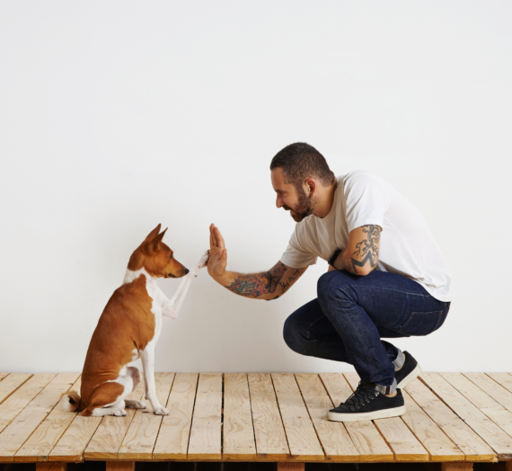 How To Get Started With Pet Obedience Training – A Comprehensive Guide