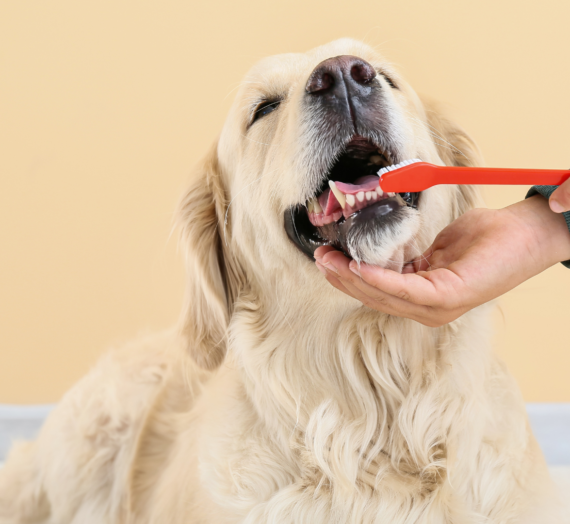 How To Look After Your Dog’s Teeth