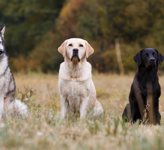 Which Dog Breed Is The Most Expensive To Own? Here Are The Top 5